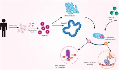 Induced pluripotent stem cells: Generation methods and a new perspective in COVID-19 research